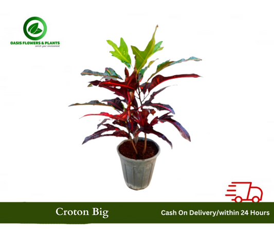 Croton Big-كروتون كبير