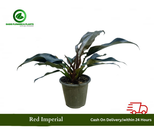Red Imperial