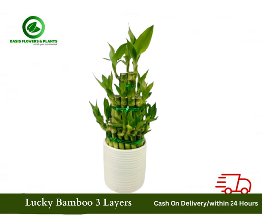 Lucky Bamboo 3 Leyre's
