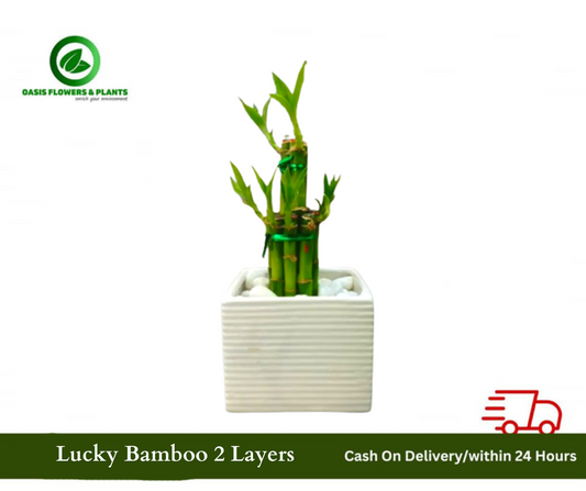 Lucky Bamboo  2 Lyers