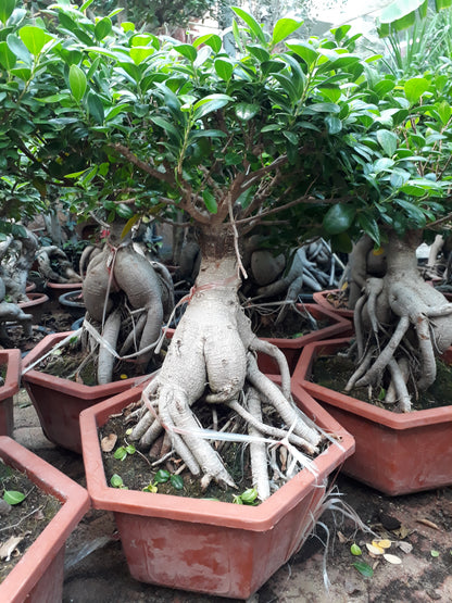 Ficus Microcarpa Jinseng Bonsai- Big