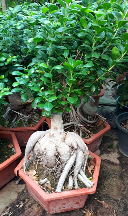 Ficus Microcarpa Jinseng Bonsai- Big