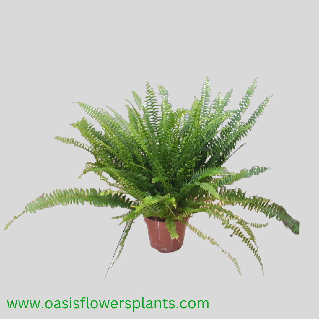 Nephrolepis 'Green Lady'