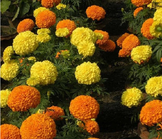 Marigold (Yellow + Orange) 25 Pieces