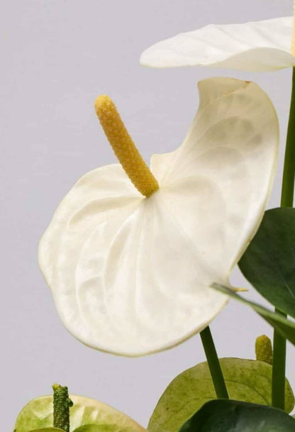 Anthurium White - أنثوريوم أبيض