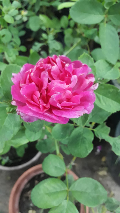 Rose Plant- Pink (Small)