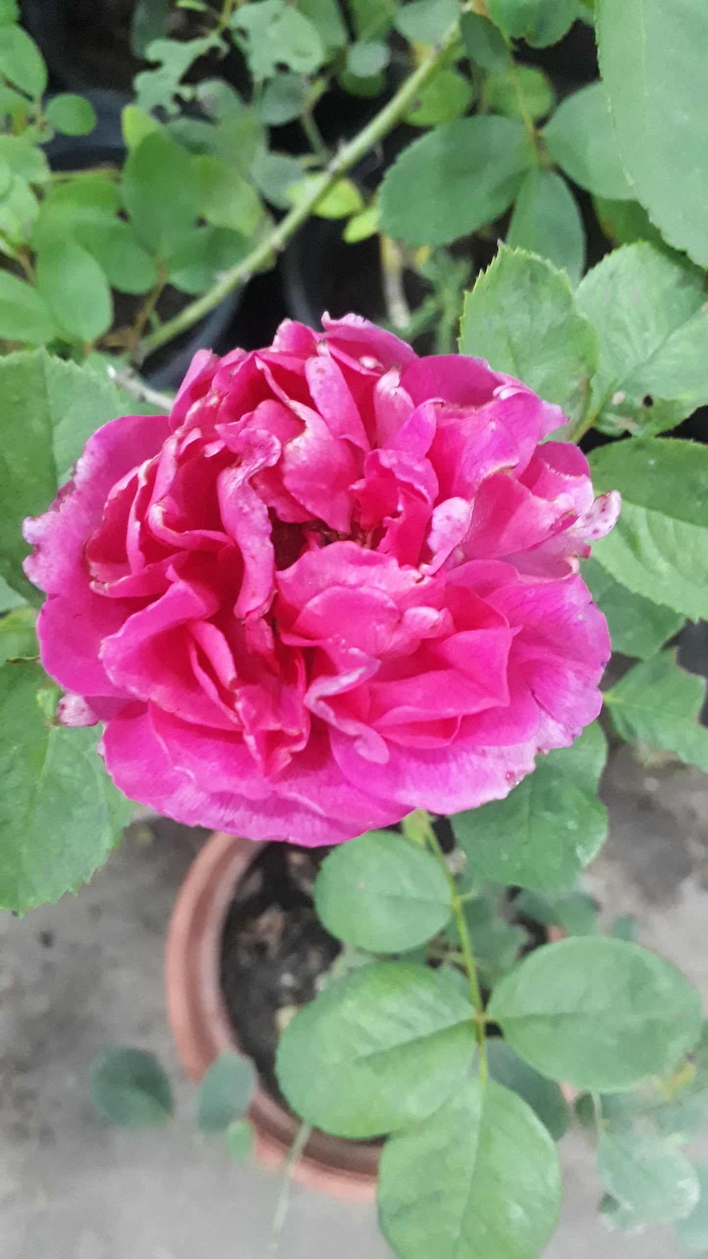 Rose Plant- Pink (Big)