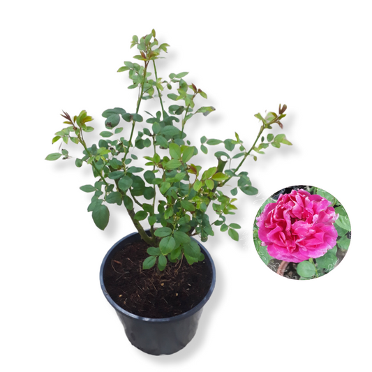 Rose Plant- Pink (Big)
