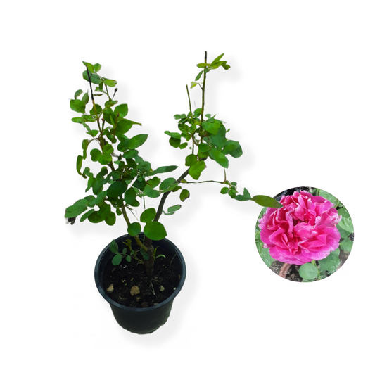 Rose Plant- Pink (Small)