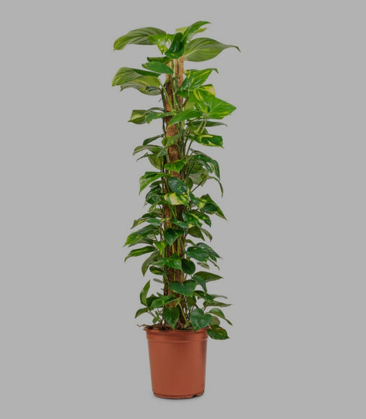Epipremnum pinnatum- Money Plant Moss Stick- Big