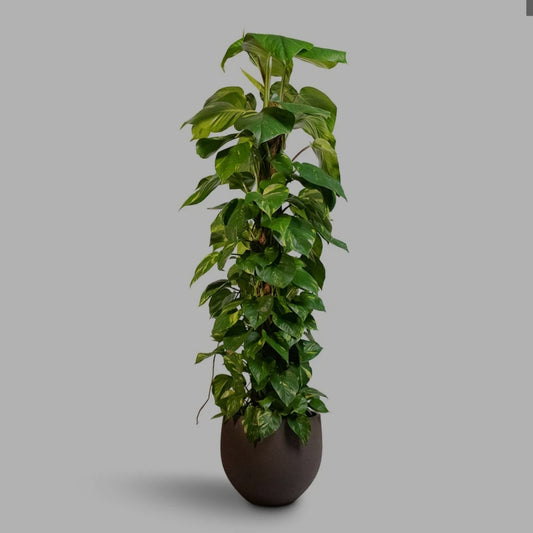 Epipremnum pinnatum- Money Plant Moss Stick (Medium)