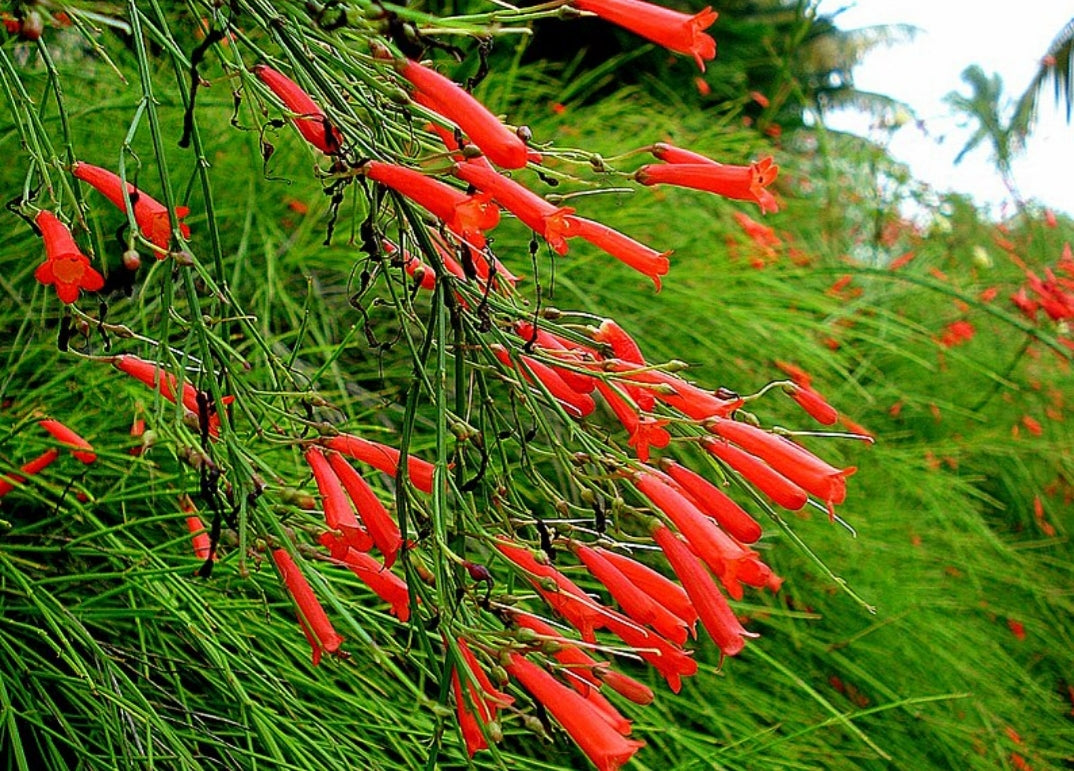 Firecracker Plant - Russelia Equisetiformis