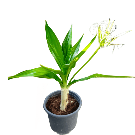 Crinum asiaticum/Poison Bulb