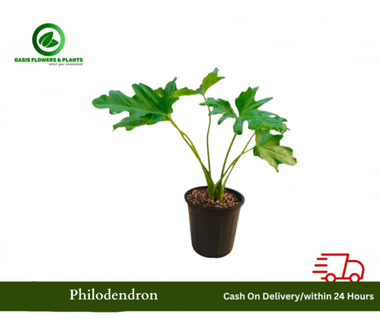 Tree philodendron