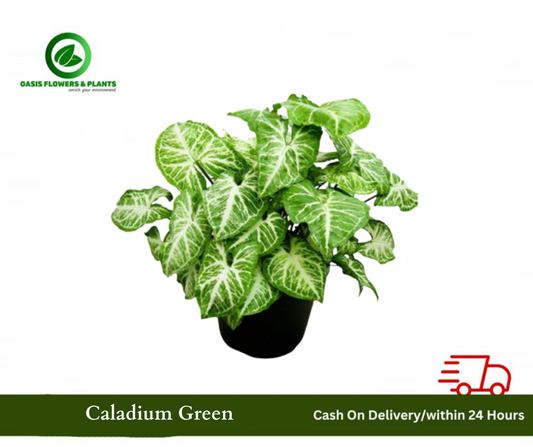 Caladium Green-كالاديوم الأخضر