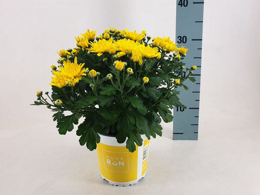 Chrysanthemum  'Homerun Yellow'