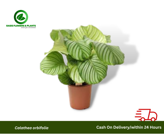 Calathea orbifolia - كالاتيا أوربيفوليا