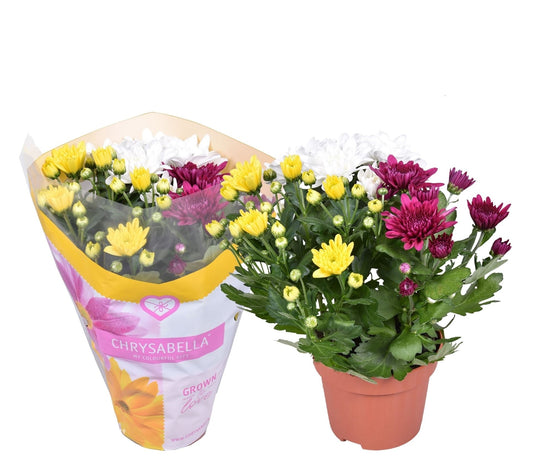 Chrysanthemum "Multi Color' - أقحوان "متعدد الألوان"
