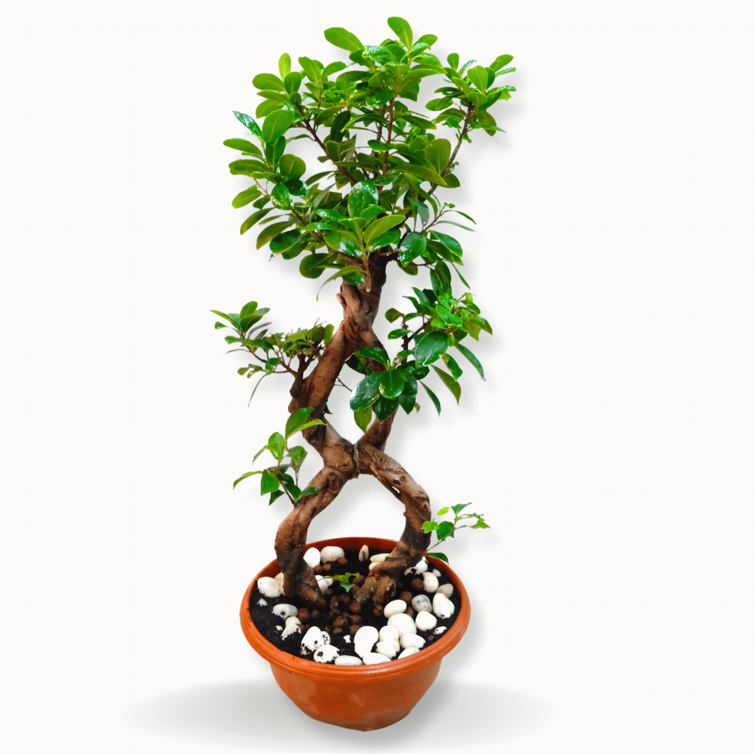 Ficus Microcarpa Ginseng S-shape