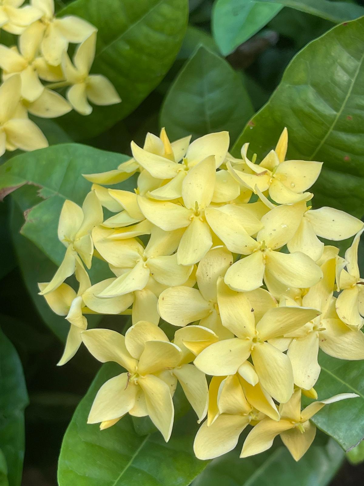 Ixora Yellow | Jungle Geranium Yellow