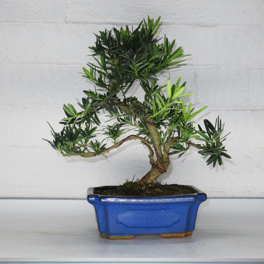 Podocarpus Cheinensis Bonsai