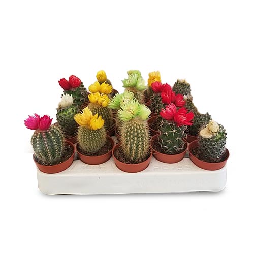 Decorated Cactus 1 Piece (Mix Color)