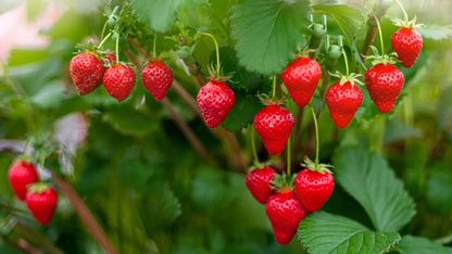 Strawberry Plant 5 Pieces