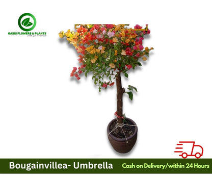 Bougainvillea Umbrella (mix colour) - مظلة الجهنمية (مزيج اللون)