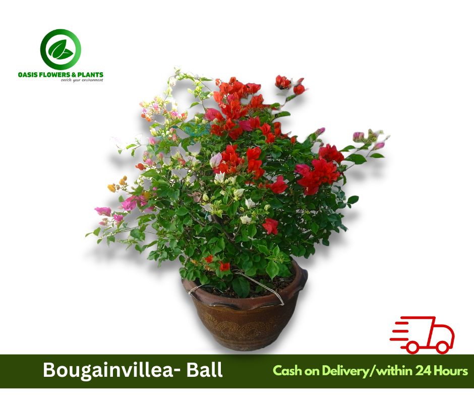 Bougainvillea Ball Shape (mix colour) - شكل كرة الجهنمية (مزيج اللون)