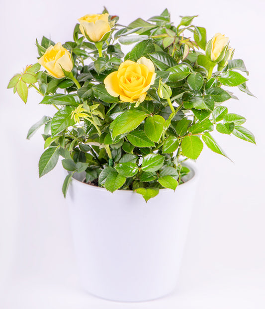 Yellow Rose Plant (Seasonal)