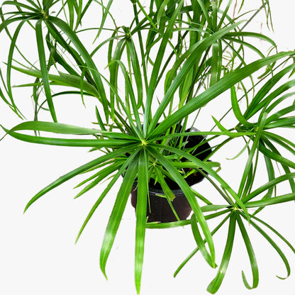 Umbrella Grass/Cyperus alternifolius