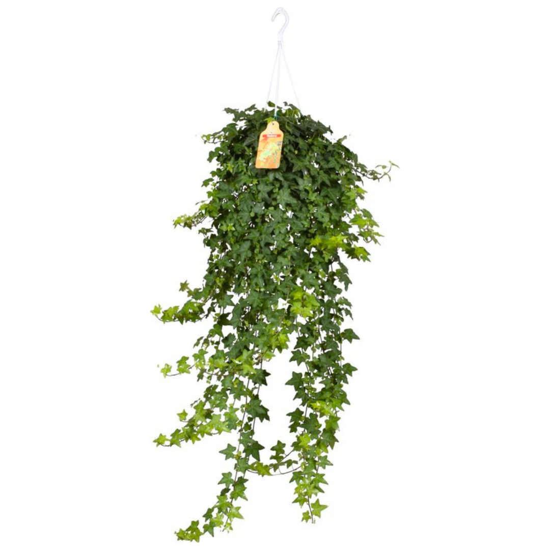 Hedera Heilix/English Ivy Hanging