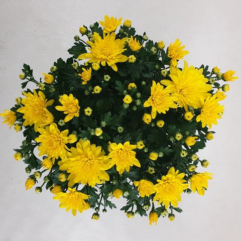 Chrysanthemum  'Homerun Yellow'