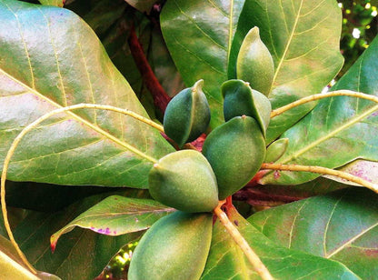 Almond Tree | Terminalia catappa