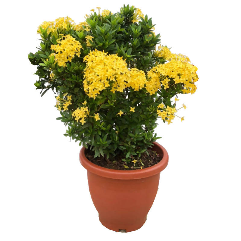 Ixora Yellow | Jungle Geranium Yellow