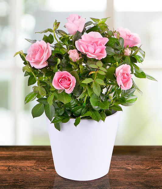 Pink Rose Plant (Seasonal)