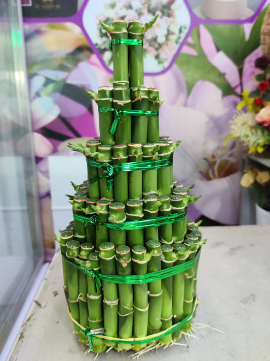 Lucky bamboo plant 5layer