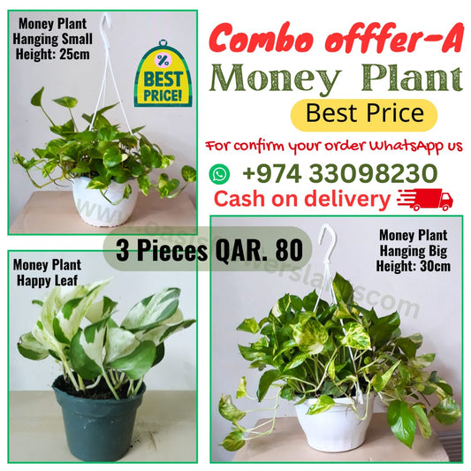 Combo Offer-A