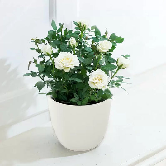 White Rose Plant (Seasonal)