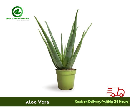 Aloe Vera - صبر حقيقي