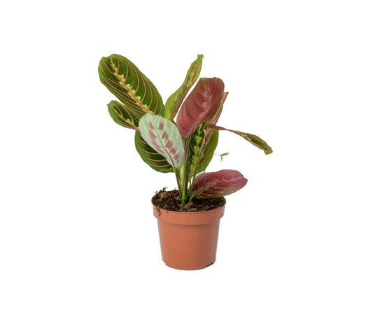 Maranta Leuconeura (prayer plant)