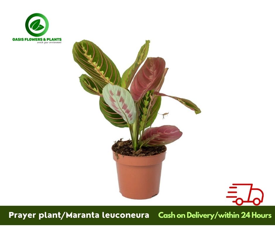 Maranta Leuconeura (prayer plant)