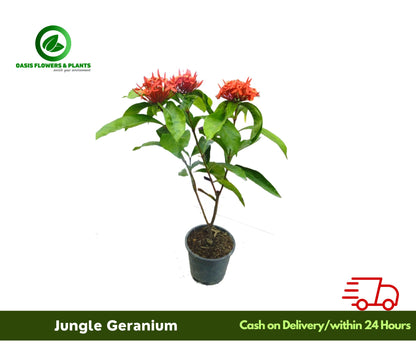 Jungle Geranium (Ixora)