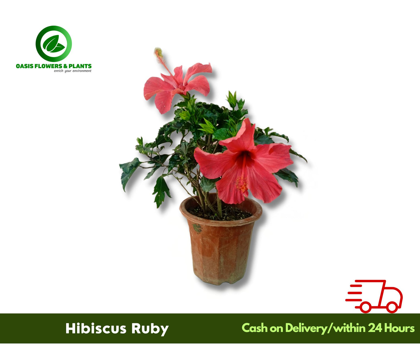 Hibiscus Ruby
