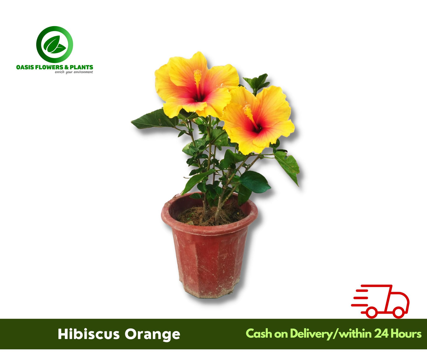 Hibiscus Orange