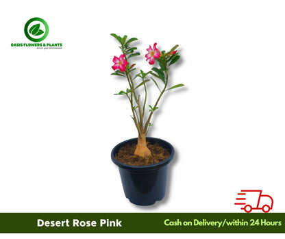 Desert Rose Pink-وردة الصحراء الوردية