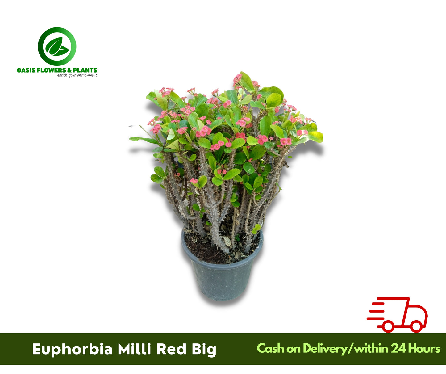Euphoebia Milli Red Big