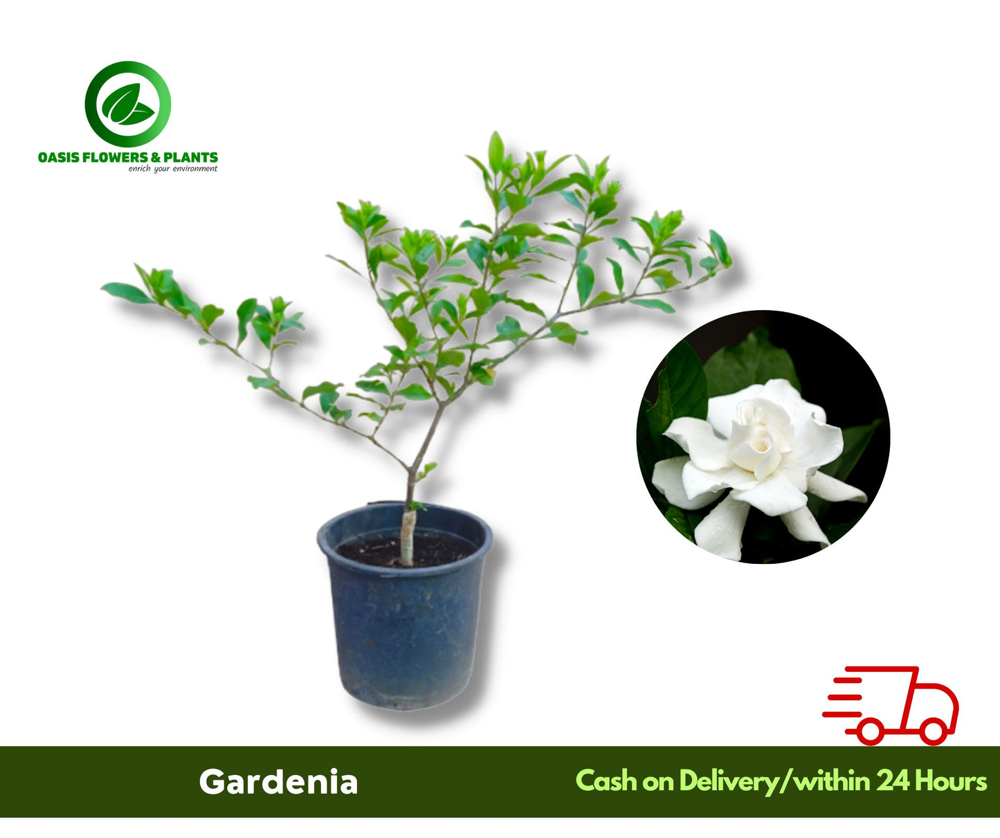 Gardenia Syrian (Jasmin)
