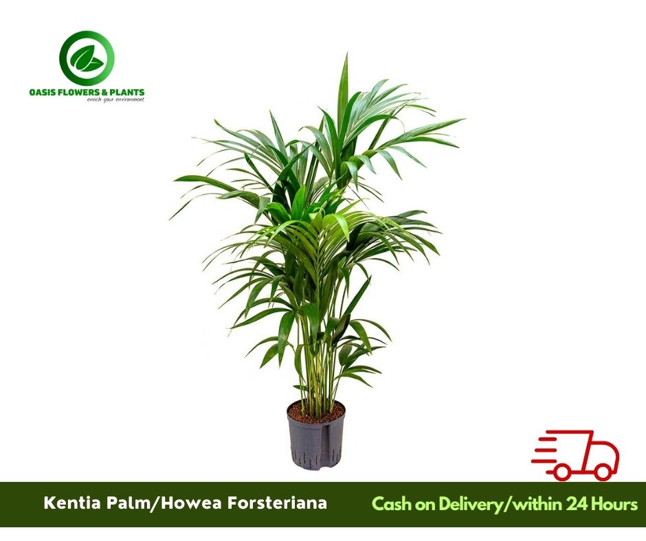 Kentia Palm (Howea Forsteriana) 5pp