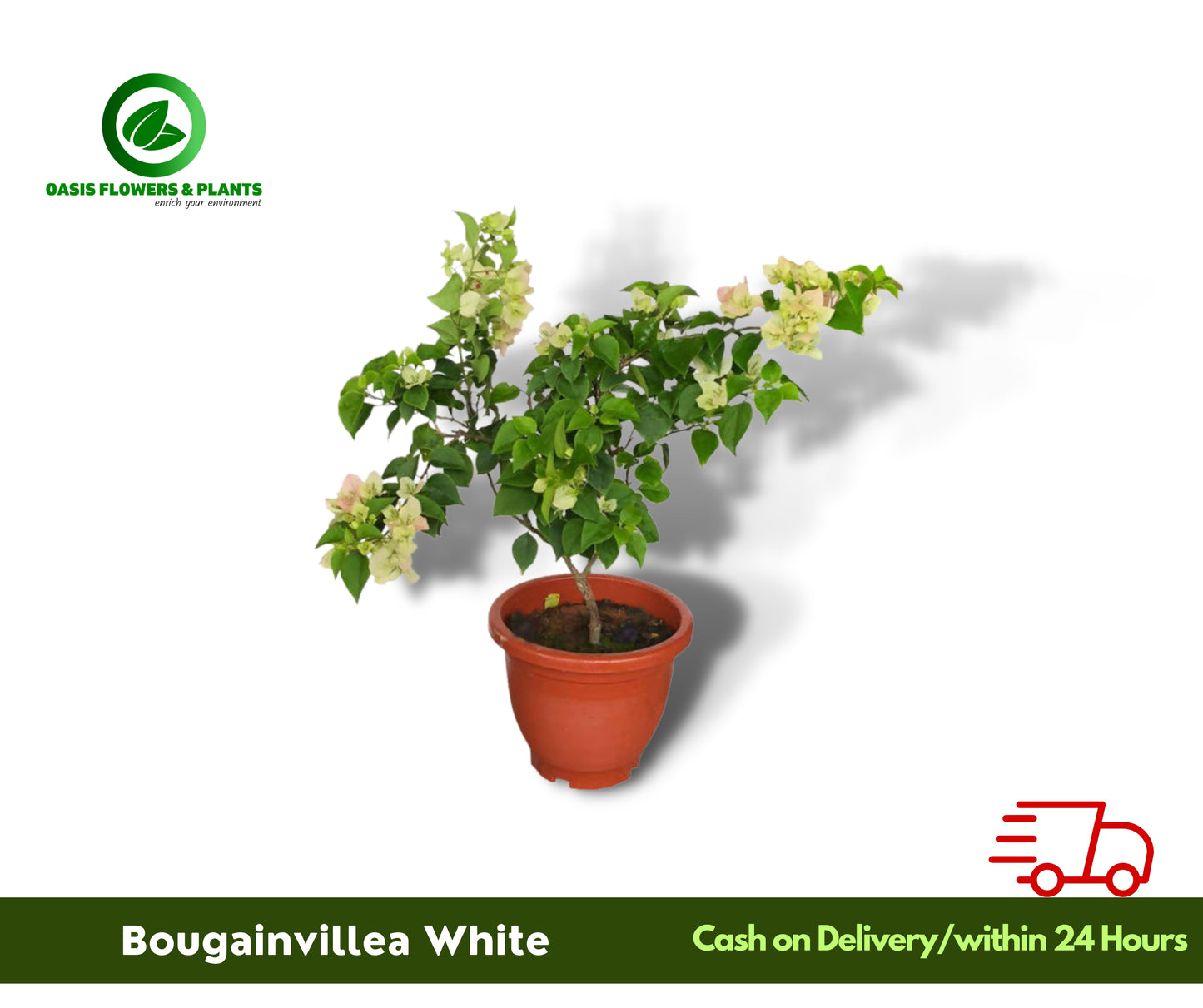 Bougainvillea White-الجهنمية البيضاء